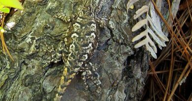 これまでに得たものすべてに代えても、分別（understanding）を獲得せよ