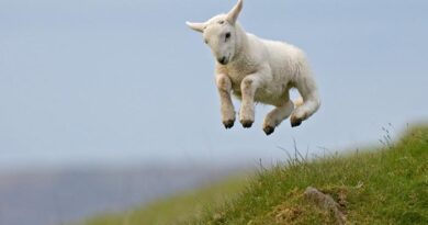lamblamb