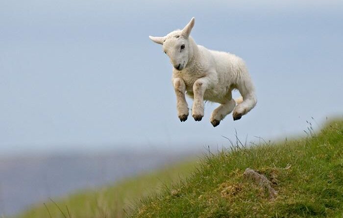 lamblamb