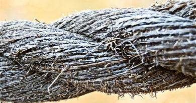 a threefold cord