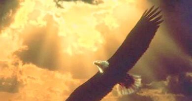 EaglesSoaring