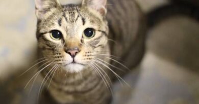cat-looking