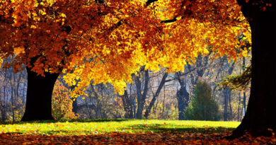 nature-wallpaper-1366x768-004