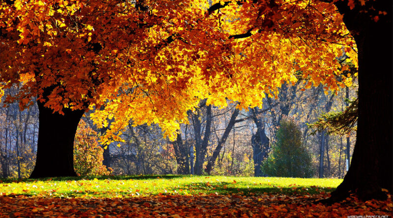 nature-wallpaper-1366x768-004