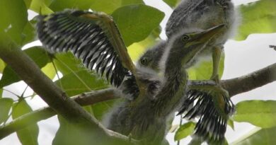 hungry-chicks