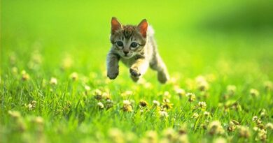 cute-kitten-631-4