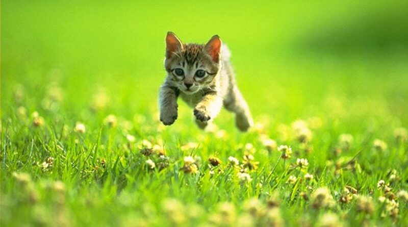 cute-kitten-631-4