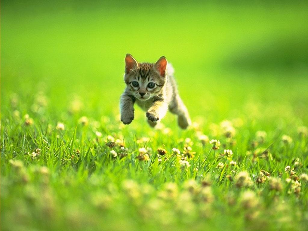 cute-kitten-631-4
