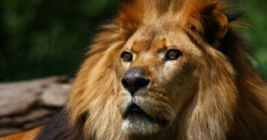 lion03