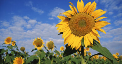 sunflowers
