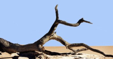 tree-at-deseart
