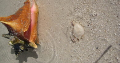 conch-and-crab