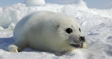 cute_baby_animals