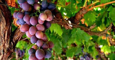 fruitfulness