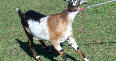stubborn-goat