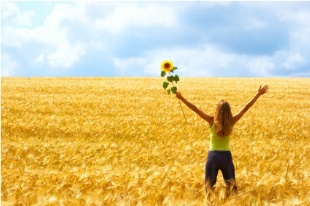 field-with-sunflower