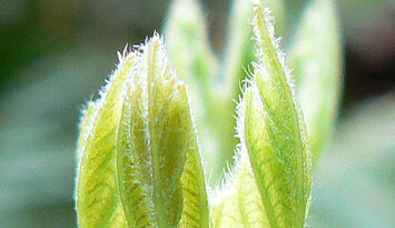 new-leaf