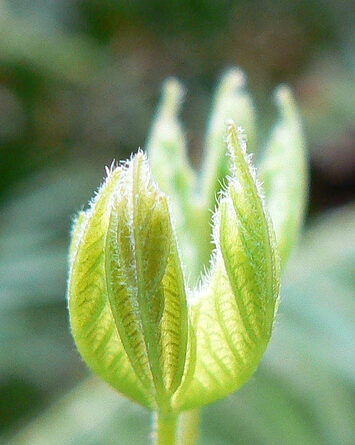 new-leaf