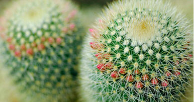 nature016