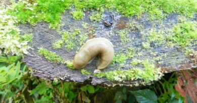 nature005