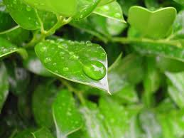 nature011