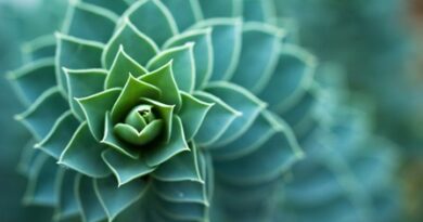 nature017-s