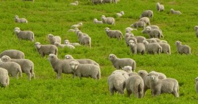 flock-of-sheep