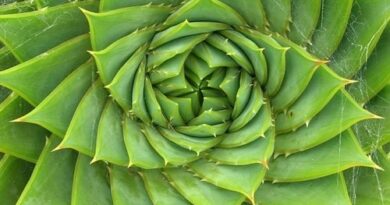 plants-with-stairs