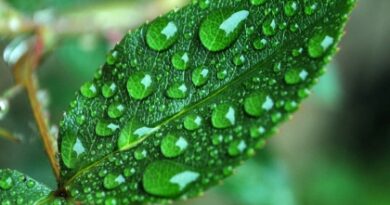 nature042
