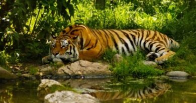 Tiger001s