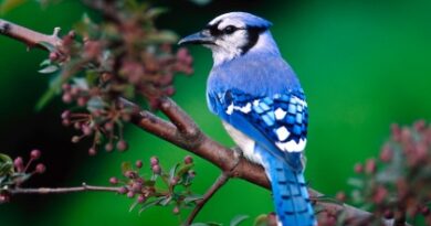 nature056