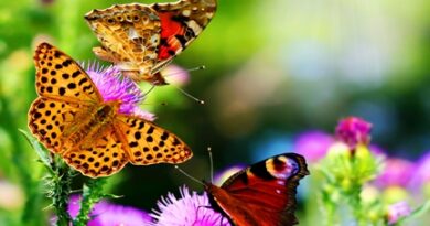 nature057s