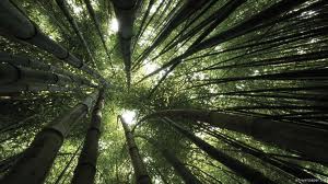 nature060