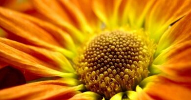nature061