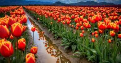 Nature081