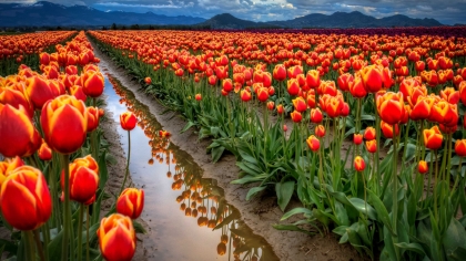 Nature081