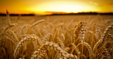 harvest