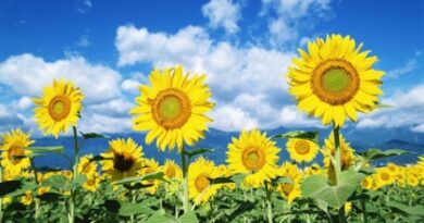 nature096