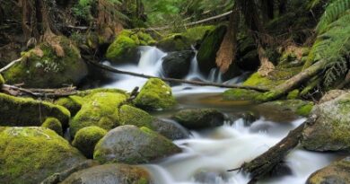 Nature099