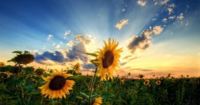 Nature109