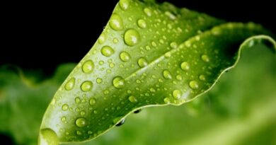 Nature113