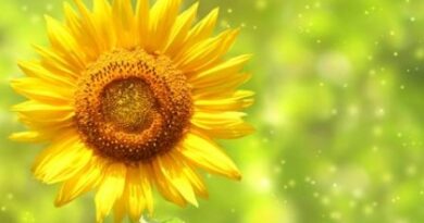 nature111-s