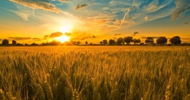 waiting for a harvest s