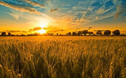 waiting for a harvest s