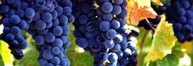fruitful