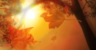nature115