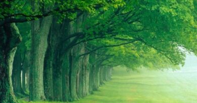 nature128