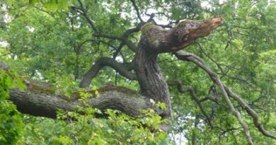 nature134-s