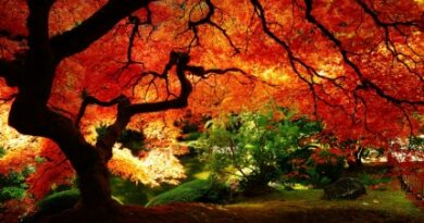 nature138