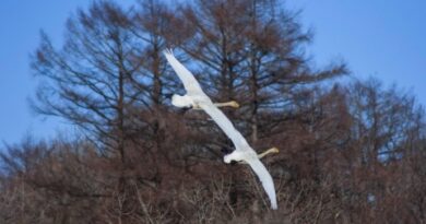 swane-flying